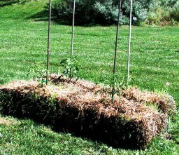 strawbale tomato plants