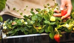 Container gardening vegetables - strawberries in tub