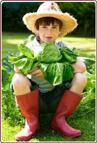 Teaching kids to garden - Boy holding cabbage