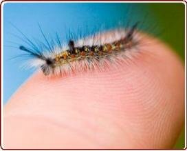 Teaching kids to garden - Very hairy caterpillar on child's finger