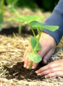 planting vegetable seedlings in compost and straw