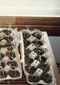 Starting seedlings indoors - tomato seedlings in egg cartons