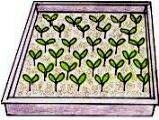 Vegetable seedlings in tray