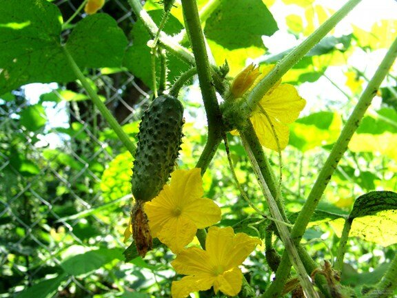 Cucumber vine growing up fence vertically