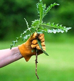 Organic weed control - weeding by hand