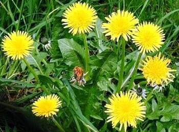 Weeds - dandelions with flowers and leaves
