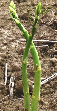 Two asparagus spears growing in soil
