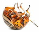 Dead Colorado beetle
