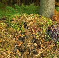 compost pile in open