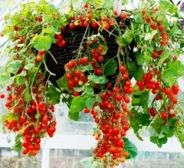 Container Ve able Gardens Growing in pots Indoor or Balcony container gardening ve ables to grow Hanging basket of tomatoes