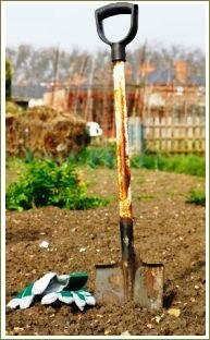 Growing potatoes - spade, soil and gloves