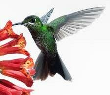 backyard hummingbird