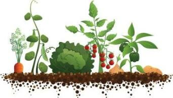 how to grow vegetables