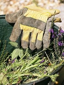 How to control garden weeds - bucket and gloves