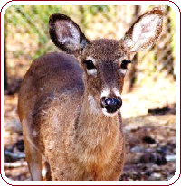 Repel deer - deer repellant and control ideas