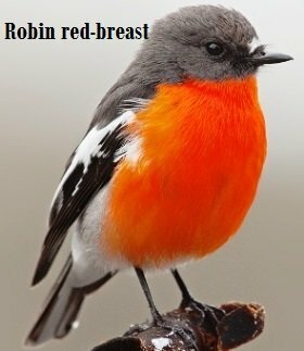 Robin redbreast perching in garden