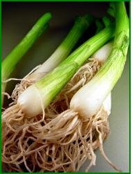how to grow green or bunching onions