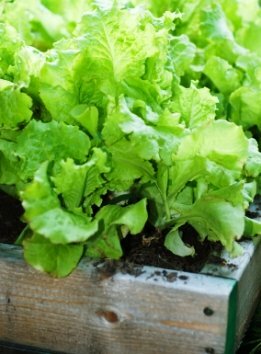 square foot gardening growing concentrated lettuces