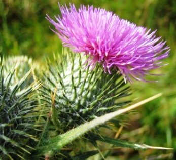 thistle - How to kill weeds naturally