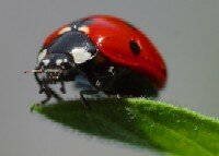 Ladybug