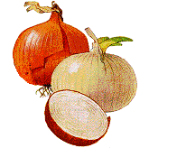 group of onions-tips on how to grow onions