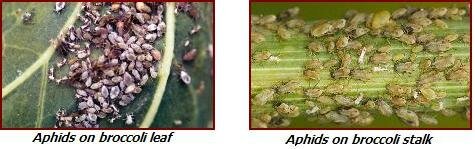 broccoli pests - aphids