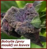 botrytis or grey mould on leaf