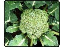 how to grow broccoli - broccoli plant