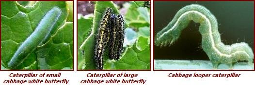 broccoli pests - caterpillars, cabbage worms, cabbage loopers, eggs
