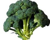 broccoli varieties-large headed green