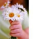 bunch of daisies