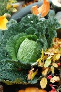 Cabbage
