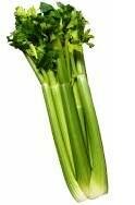 growing celery