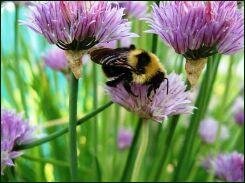 chive flowers and bee