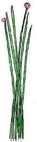 Growing chives