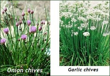 chive varieties