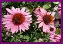 Echinacea herb flowers