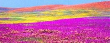 Field of flowers