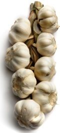 growing garlic – hanging bunch of garlic