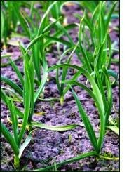 garlic growing – how to grow garlic