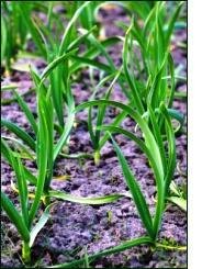 Planting garlic