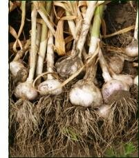 growing garlic plants in garden