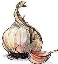 Garlic