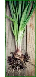 growing onions for spring onions