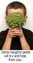 growing broccoli - boy