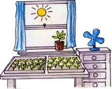 Growing seedlings indoors daytime