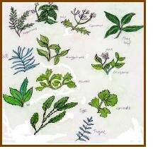 Drawing of herbs