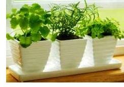 container vegetable gardens - herbs in pots