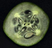 Cucumber segment