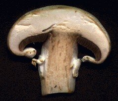 Mushroom